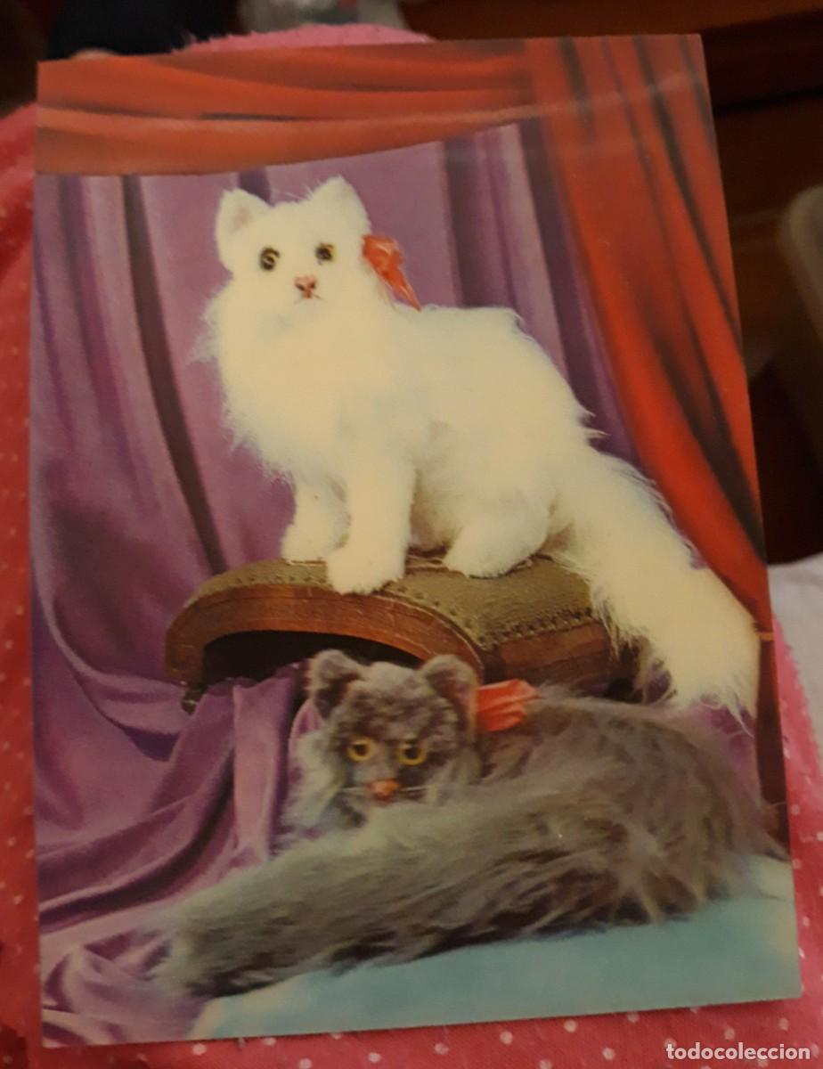 Postcards: -84009 POSTAL GATOS, ANIMALES, TRES DIMENSIONES, IMCO STEREO CARD, ESCRITA