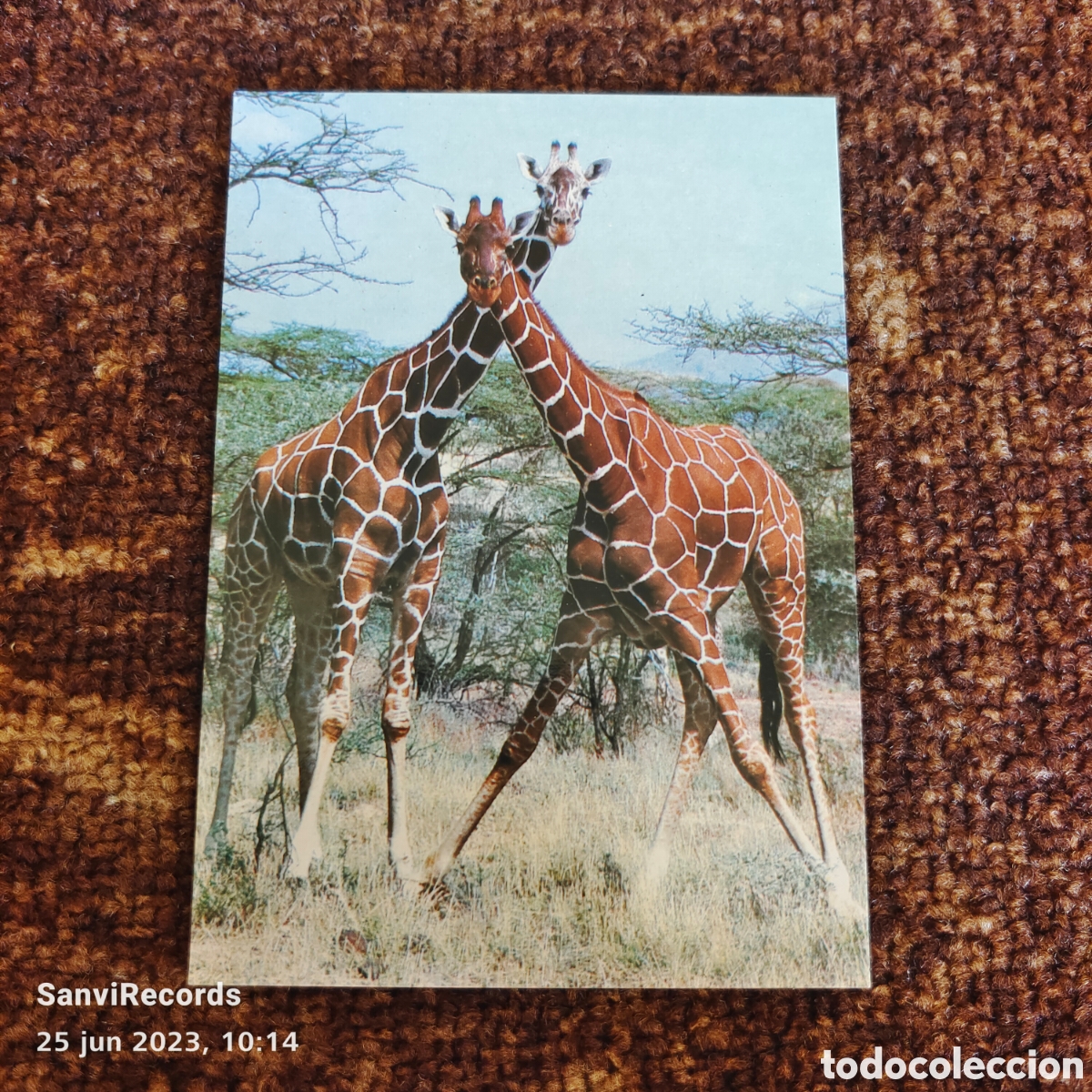 POSTAL: JIRAFAS RETICULADAS