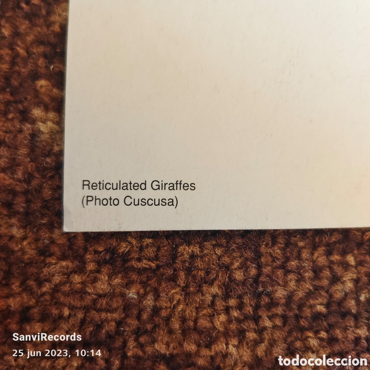 Postales: POSTAL: JIRAFAS RETICULADAS - Foto 2