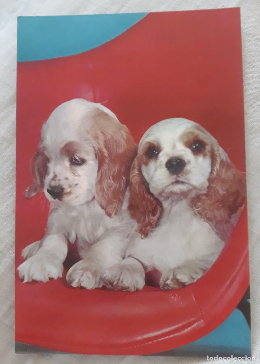 Postcards: -84402 POSTAL PERROS, ANIMALES, EDICIONES C Y Z 6166-D, PRECIOSA FOTOGRAFIA