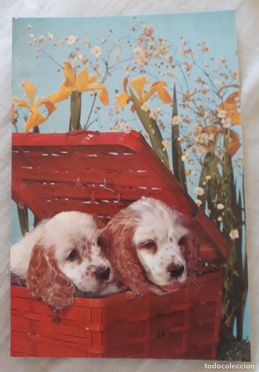 Postcards: -84403 POSTAL PERROS EN CANASTILLA, ANIMALES, EDICIONES C Y Z 6166-C, PRECIOSA FOTOGRAFIA