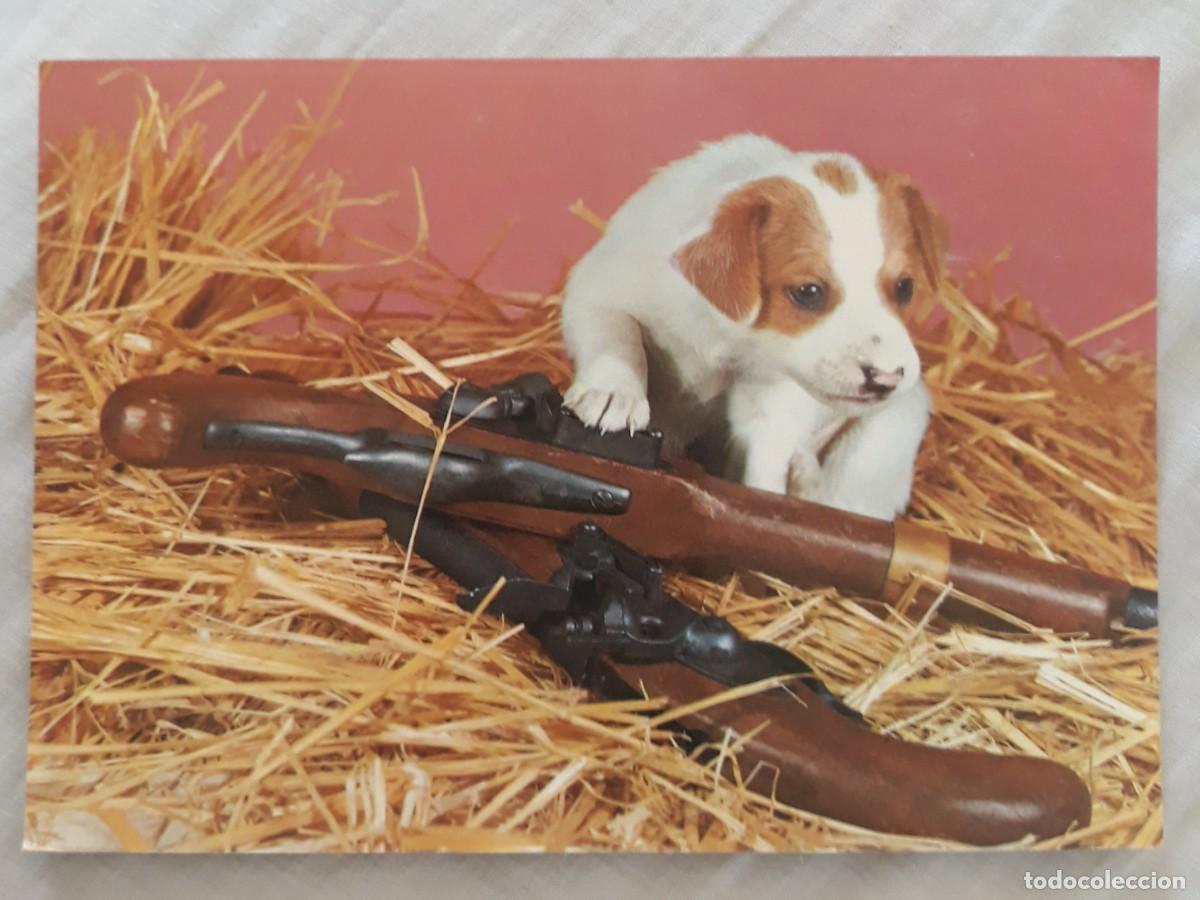 Postcards: -84404 POSTAL PERRO CAZADOR, ANIMALES, EDICIONES SAVIR 782, PRECIOSA FOTOGRAFIA