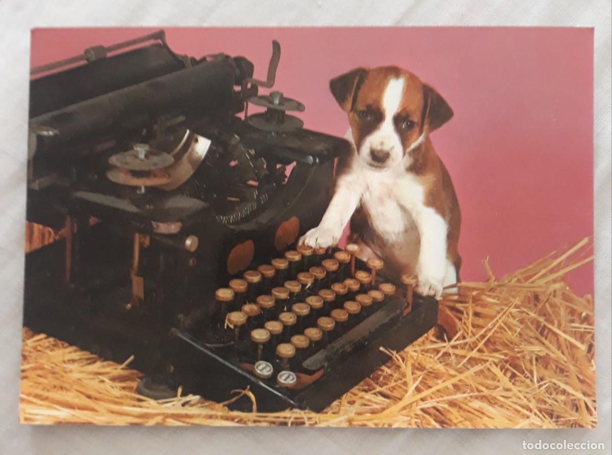 Postcards: -84405 POSTAL PERRO CON M&Aacute;QUINA DE ESCRIBIR, ANIMALES, EDICIONES SAVIR 781, PRECIOSA FOTOGRAFIA