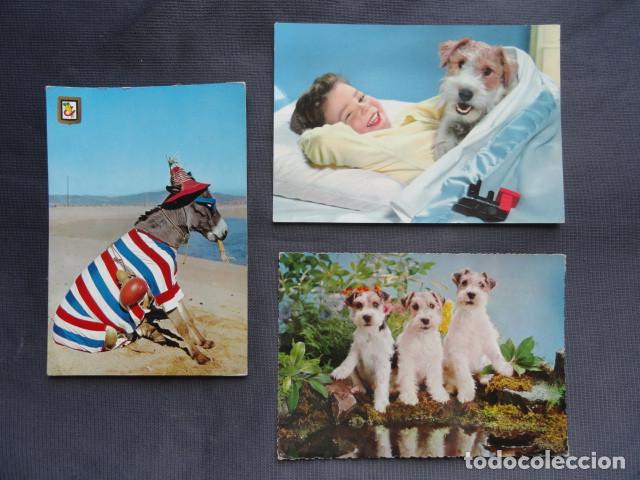 Postales: POSTALES A&Ntilde;OS 70 - ANIMALES -.