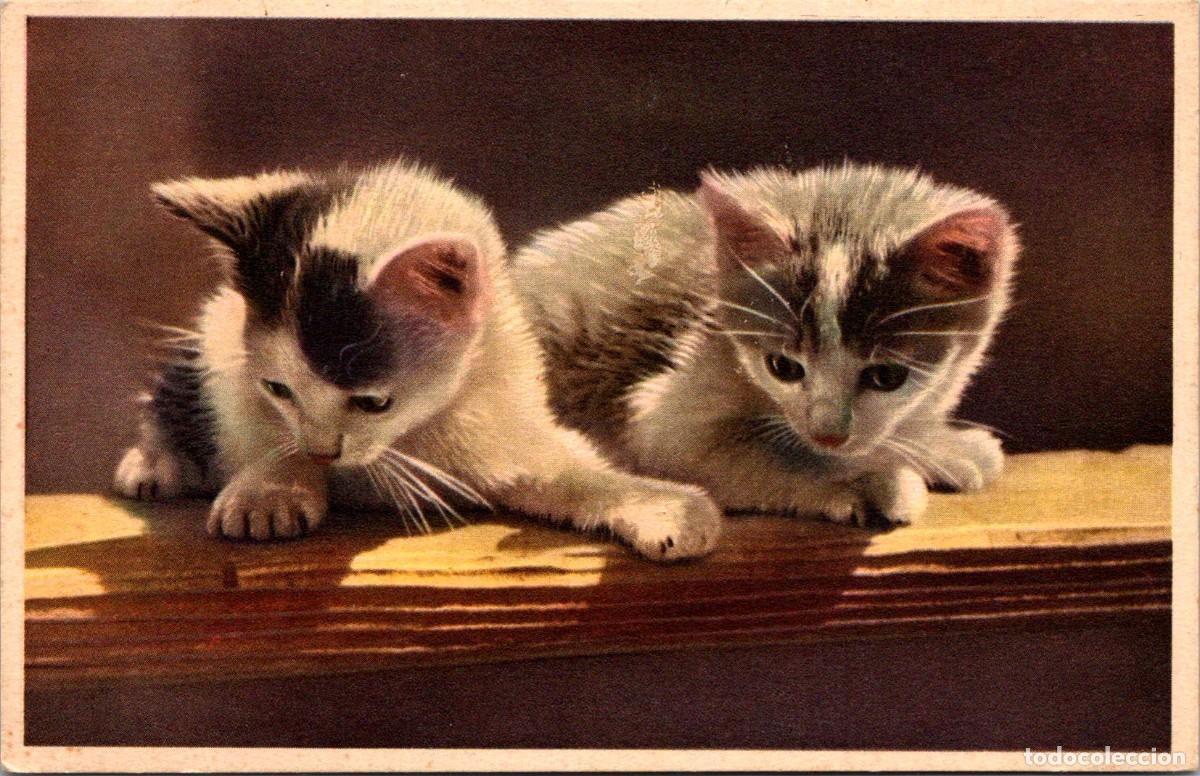 Cartes Postales: Gatos - Postal Belga - n&ordm; 52191 - 140x90mm