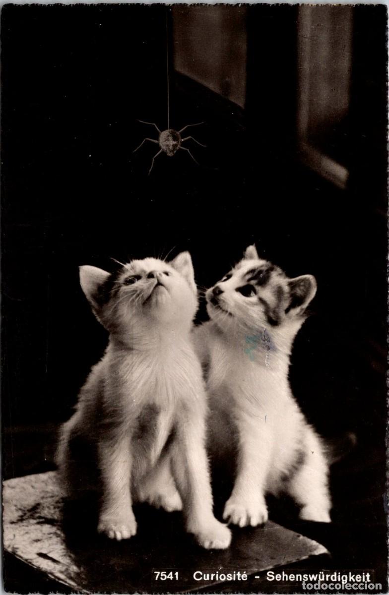Cartes Postales: Gatos - Curiosit&eacute; - Ara&ntilde;a - Postal Suiza - Ed. Jaeger - 140x90mm