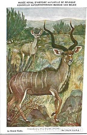 Postales: Belgica ** & Museo Real de Ciencias Naturales de B&eacute;lgica, El Gran Kudu, Tragelaphus strepsiceros (17
