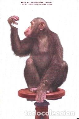 Postales: Estados Unidos ** & Postale, Chimpanc&eacute; Baldy, Parque Zool&oacute;gico de Nueva York (4935)