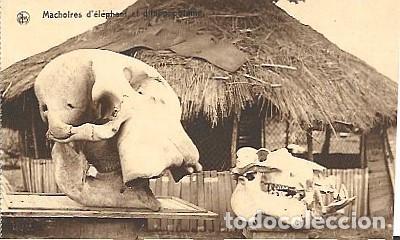 Postales: Belgica ** & Postal, Congo Belga, Mand&iacute;bulas de elefante e Hipop&oacute;tamo (68768)