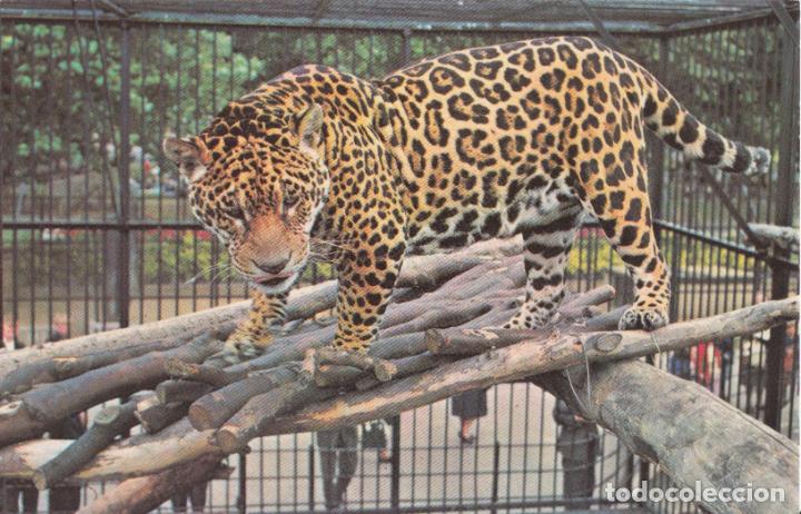 Postales: JAGUAR &ndash; PHOTO M.LYSTER PT7810 &ndash; S/C - (14x9)