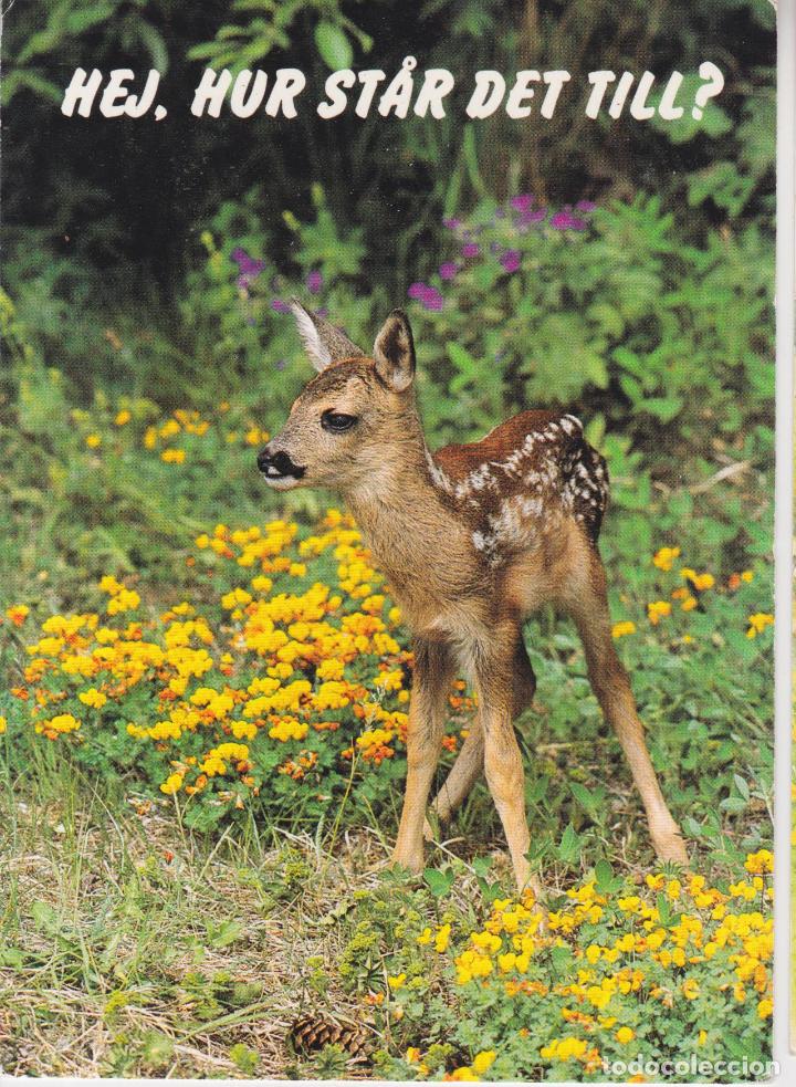 Postales: &iquest;EH, C&Oacute;MO TE VA? / HEJ, HUR STAR DET TILL? - FOTO GORAN EKSTR&Ouml;M &ndash; S/C