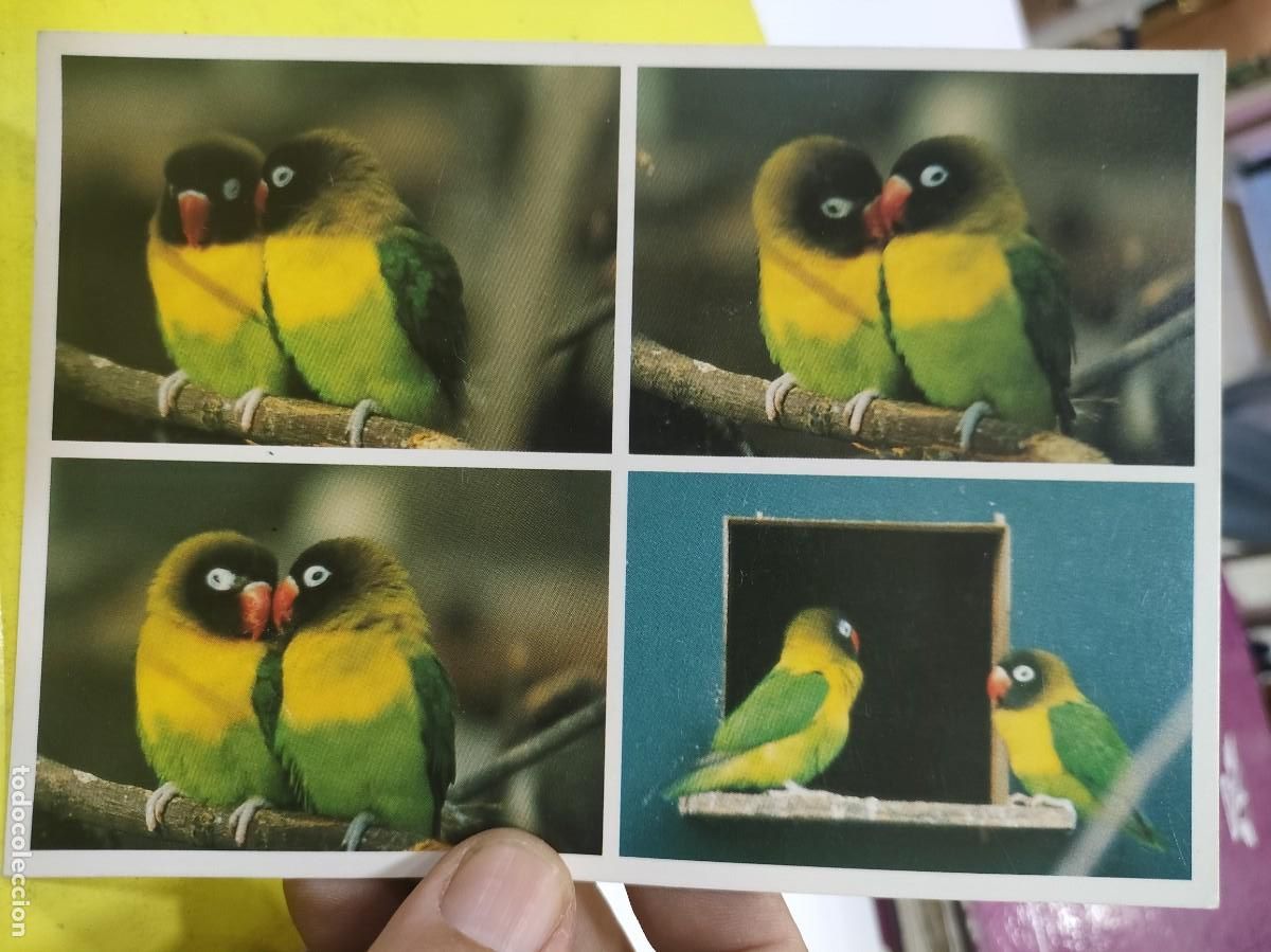 Postales: Postal P&aacute;jaros TRUE LOVE SC