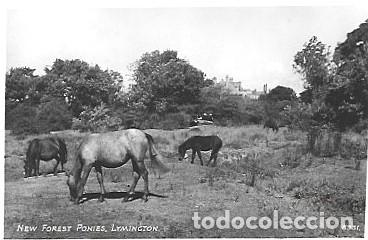 Postales: Inglaterra ** & Postal, Ponis del Nuevo Bosque, Lymington (8331)