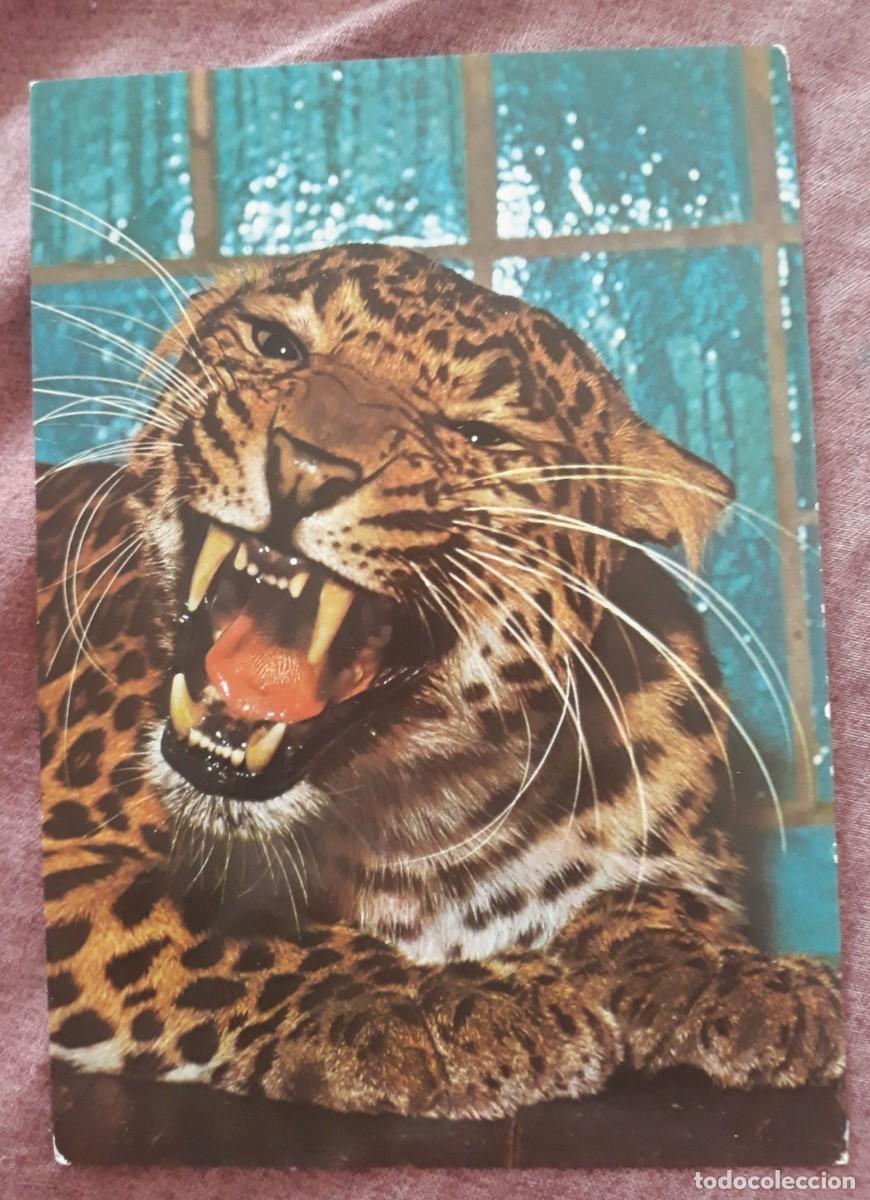 Postales: -84916 POSTAL LEOPARDO, ZOO LEIPZIG, ALEMANIA, BILD UND HEIMAT