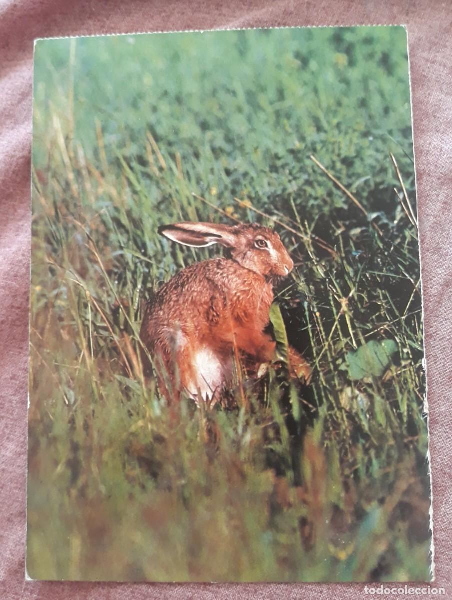 Postcards: -84917 POSTAL LIEBRE A 20 003, ALEMANIA, 1973, ANIMALES