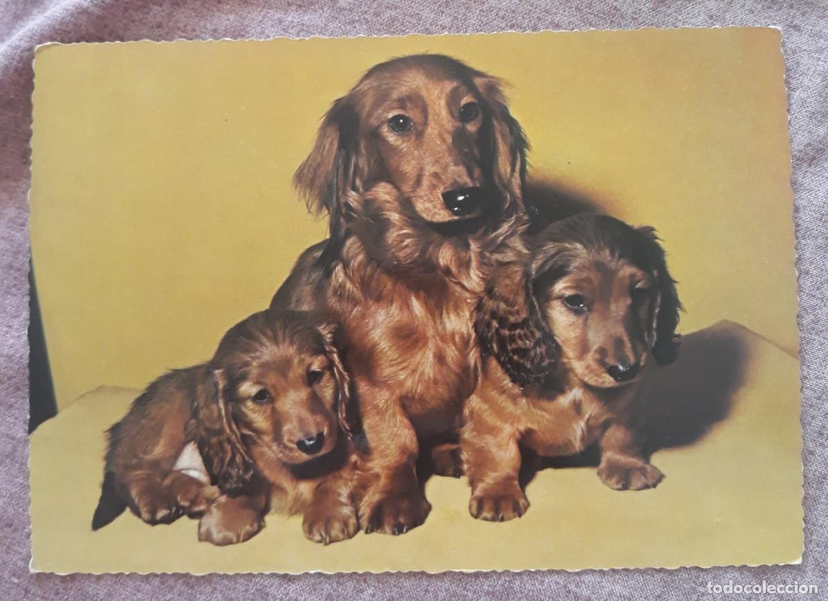 Postcards: -84919 POSTAL PERROS, EDICIONES KRUGER, ANIMALES, PRECIOSA FOTOGRAFIA