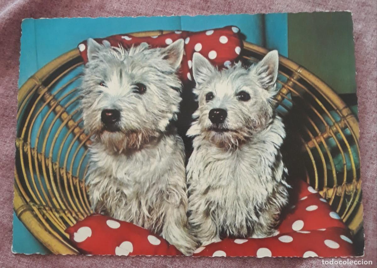 Postcards: -84920 POSTAL PERROS, EDICIONES KRUGER, ANIMALES, PRECIOSA FOTOGRAFIA