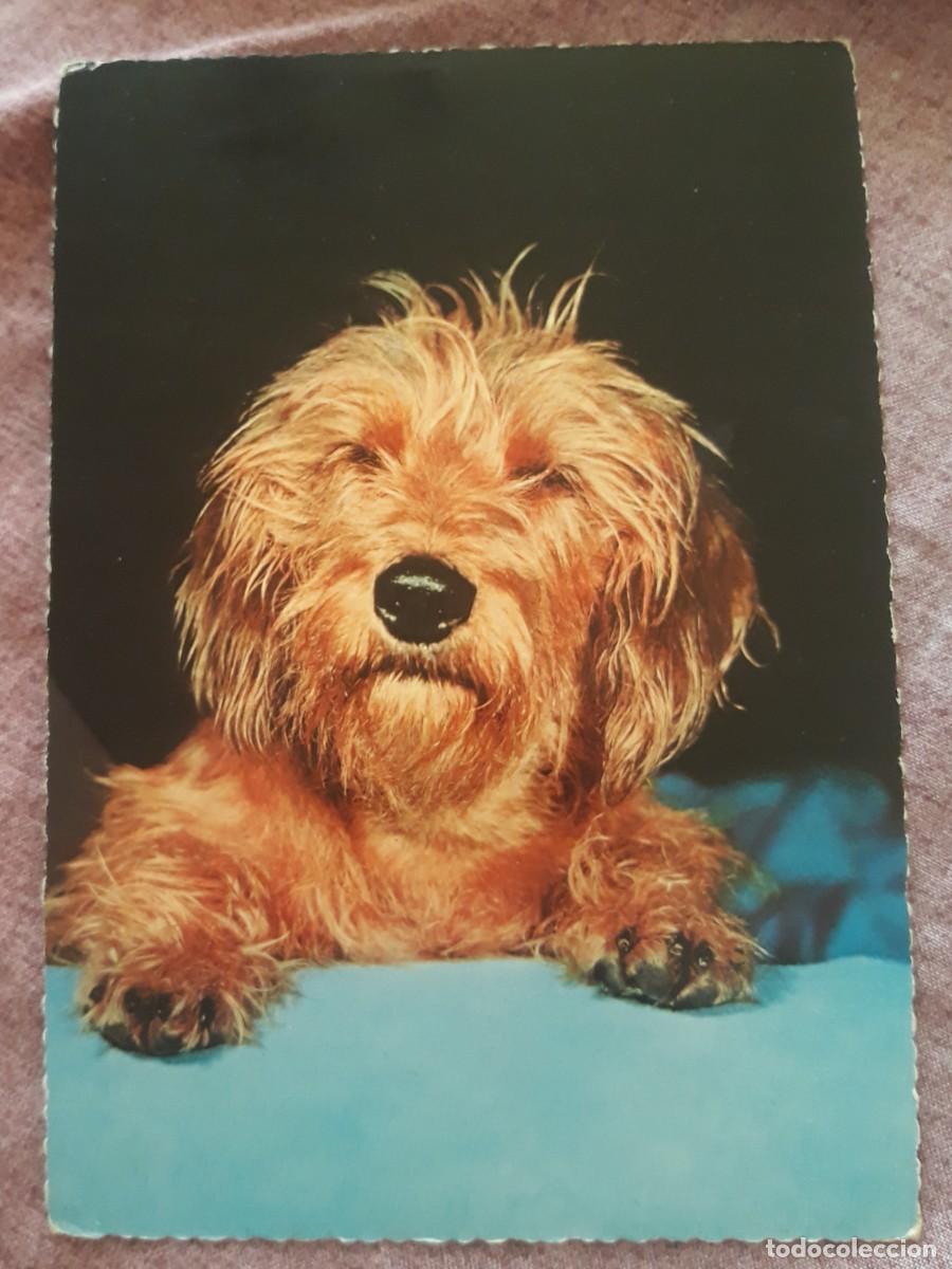 Postcards: -84921 POSTAL PERRO, EDICIONES KRUGER, ANIMALES, PRECIOSA FOTOGRAFIA