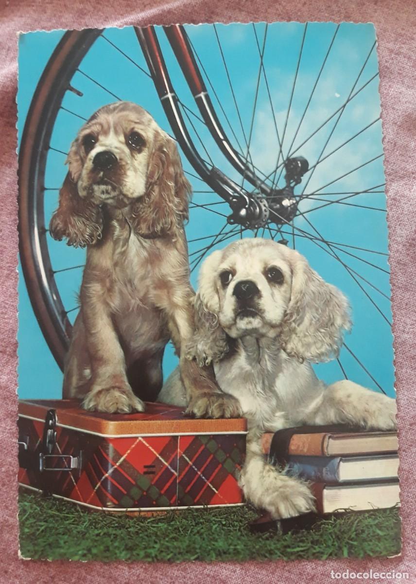 Postcards: -84922 POSTAL PERROS, EDICIONES KRUGER, ANIMALES, PRECIOSA FOTOGRAFIA