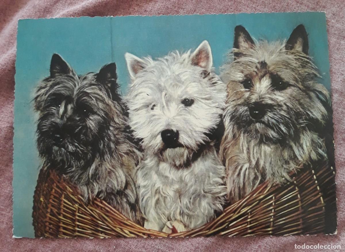 Postcards: -84923 POSTAL PERROS, EDICIONES KRUGER, ANIMALES, PRECIOSA FOTOGRAFIA