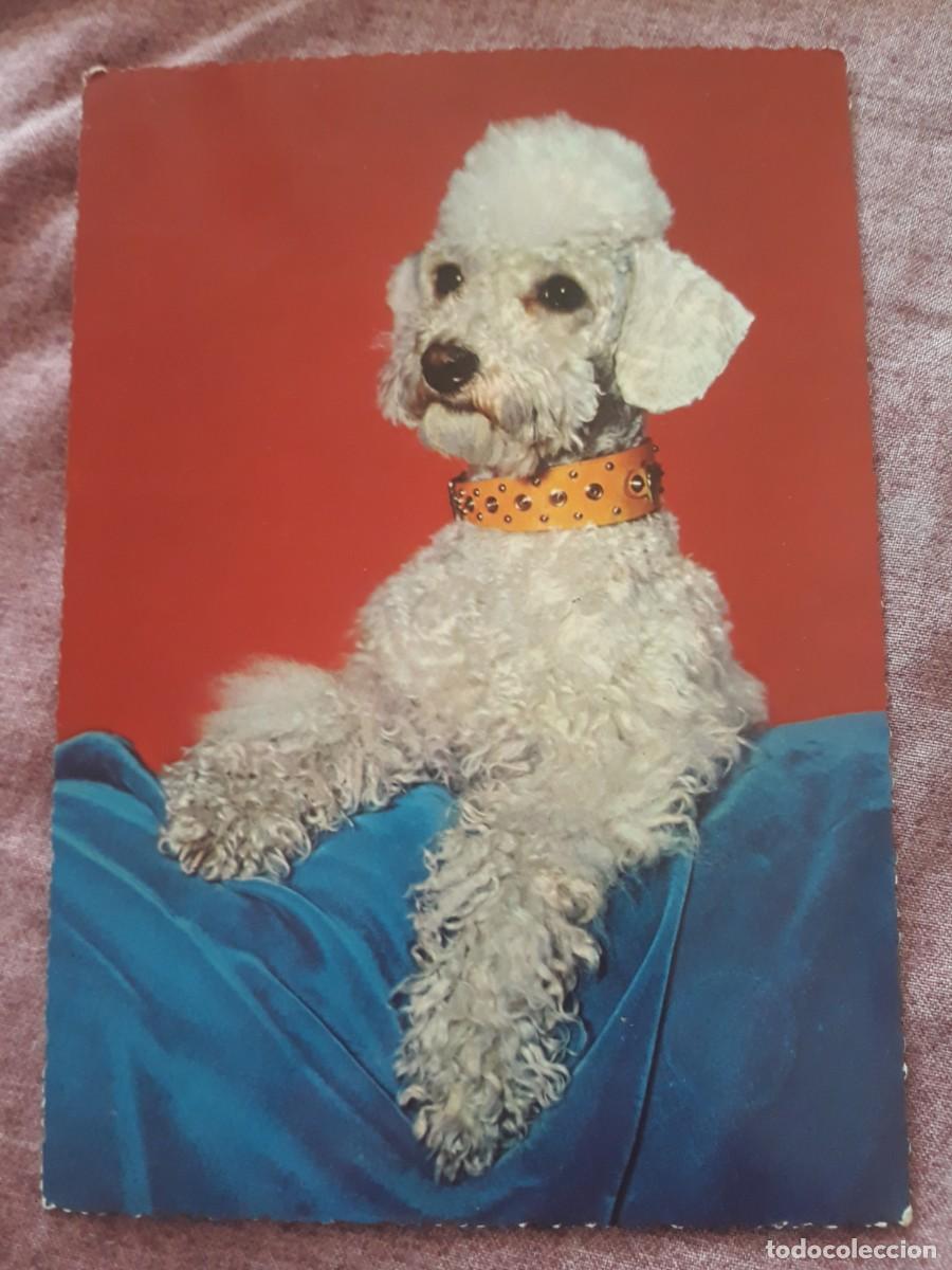 Postcards: -84924 POSTAL PERRO, EDICIONES KRUGER, ANIMALES, PRECIOSA FOTOGRAFIA