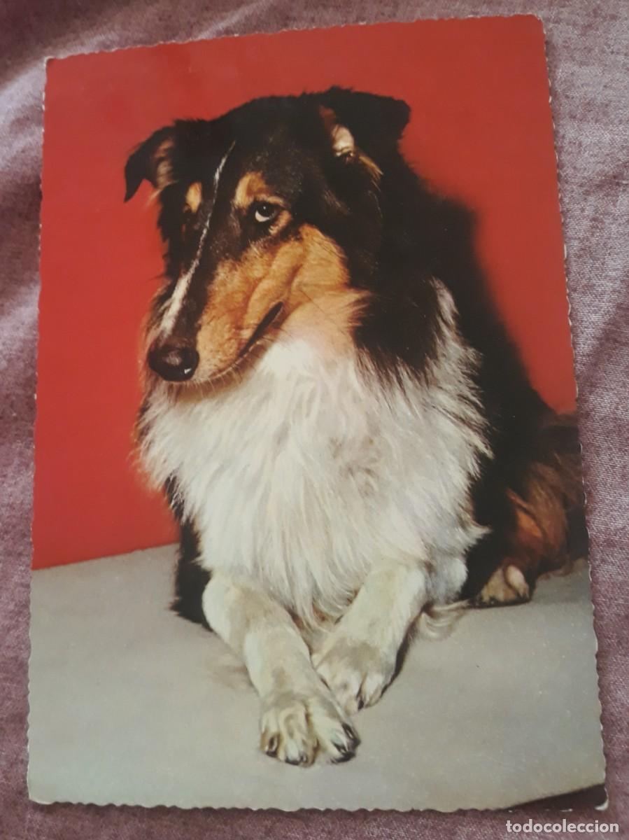 Postcards: -84925 POSTAL PERRO, EDICIONES KRUGER, ANIMALES, PRECIOSA FOTOGRAFIA