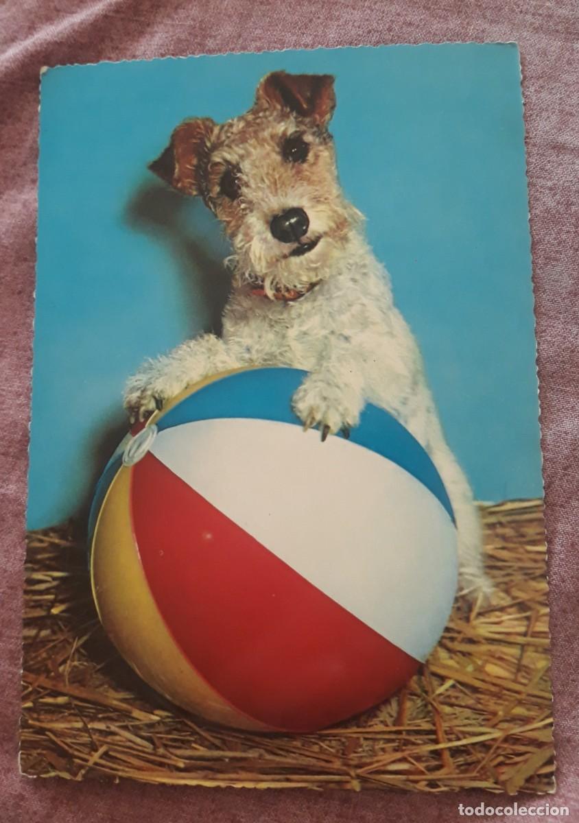 Postcards: -84926 POSTAL PERRO, EDICIONES KRUGER, ANIMALES, PRECIOSA FOTOGRAFIA