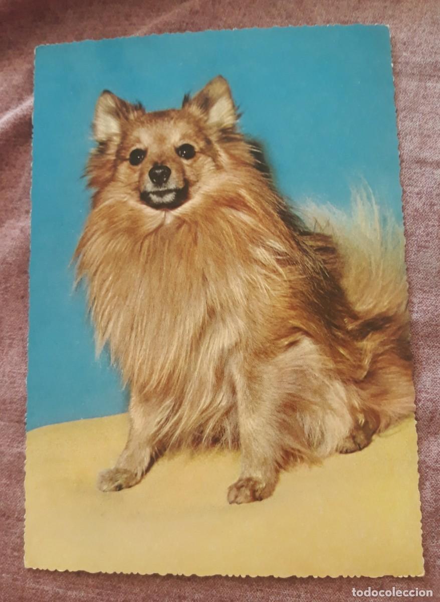 Postcards: -84927 POSTAL PERRO, EDICIONES KRUGER, ANIMALES, PRECIOSA FOTOGRAFIA