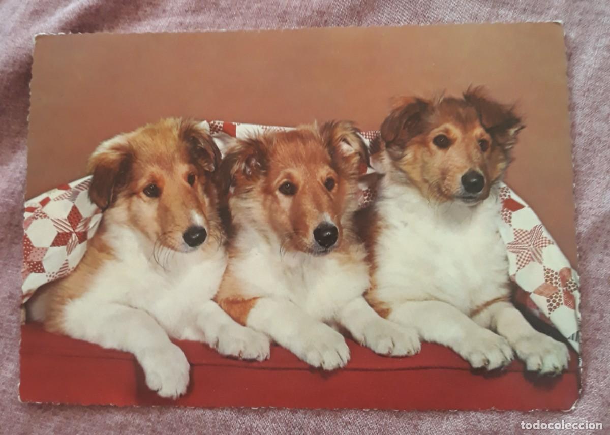 Postcards: -84928 POSTAL PERROS, EDICIONES KRUGER, ANIMALES, PRECIOSA FOTOGRAFIA
