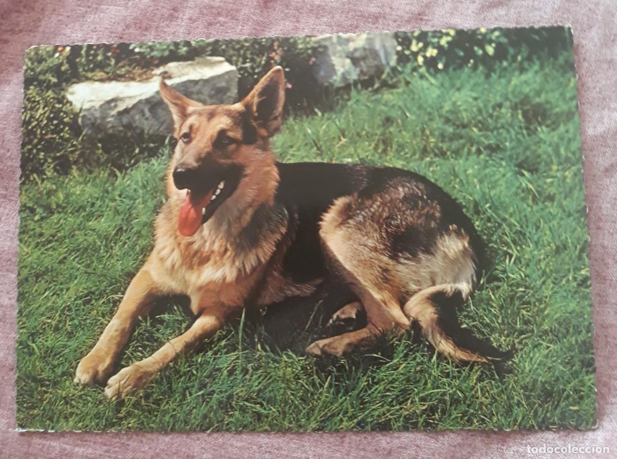 Cartes Postales: -84929 POSTAL PERRO, EDICIONES KRUGER, ANIMALES, PRECIOSA FOTOGRAFIA