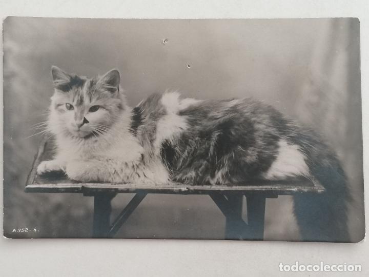Postales: POSTAL GATO TUMBADO