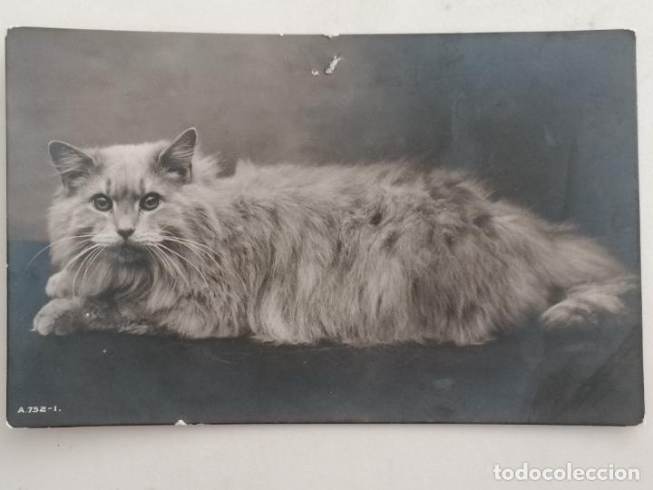 Postales: POSTAL GATO TUMBADO POSANDO - Foto 1