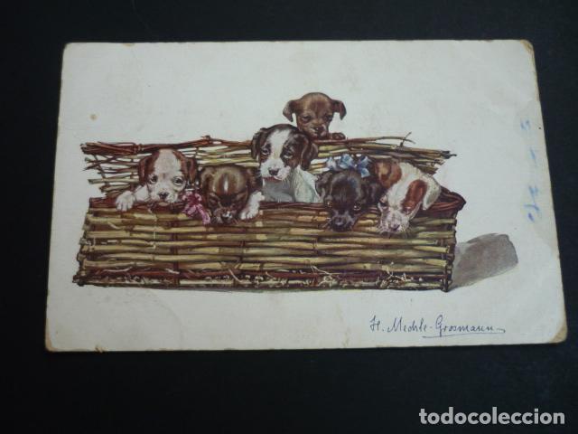 Postales: PERROS EN CESTA POSTAL - Foto 1