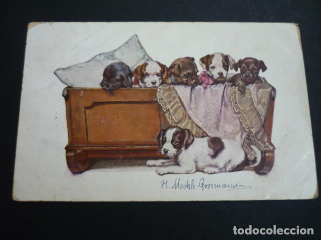 Postales: PERROS EN CAMA POSTAL - Foto 1