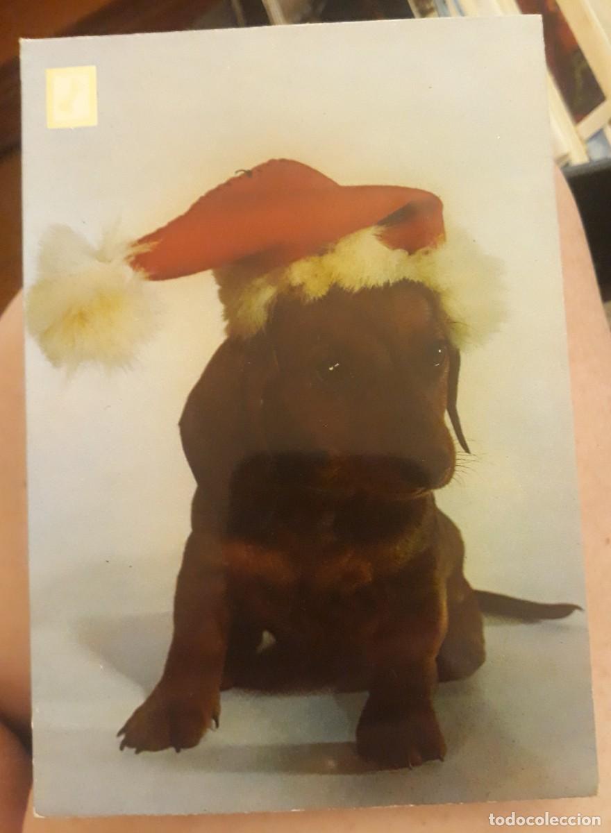 Cartes Postales: -84951 POSTAL PERRO, N&deg; 2, SERIE 1a, ESCUDO DE ORO, ANIMALES