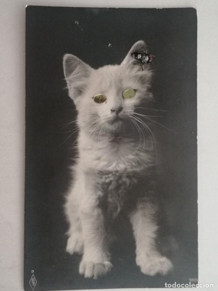 Cartes Postales: ANTIGUA POSTAL GATO, CON OJOS BRILLANTES Y UNA MOSCA