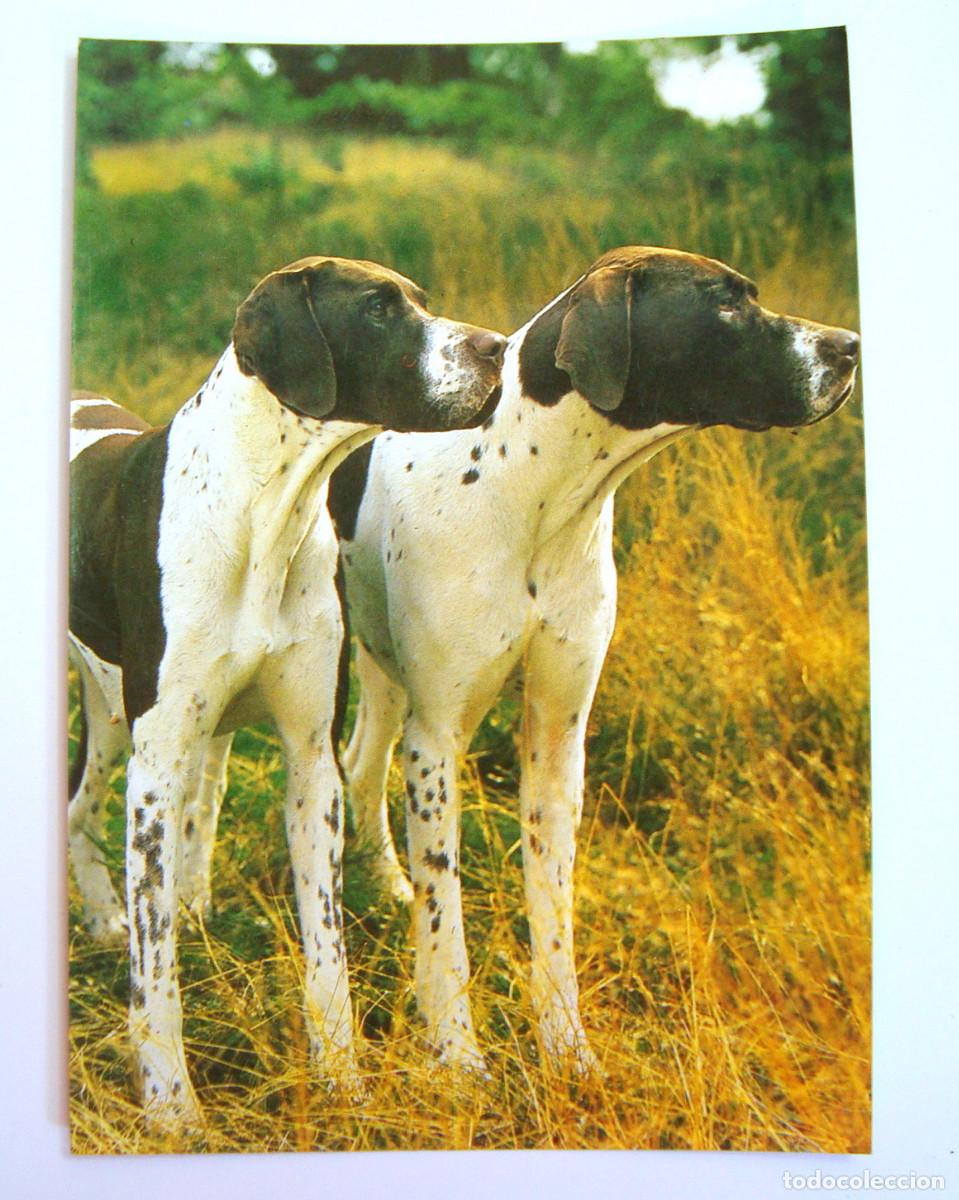 Postales: TARJETA POSTAL PERROS GERMAN SHORTHAIRED POINTER ,. SIN CIRCULAR - Foto 1