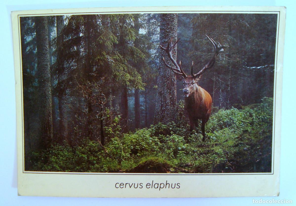 Postales: TARJETA POSTAL UN CIERVO , SIN CIRCULAR - Foto 1