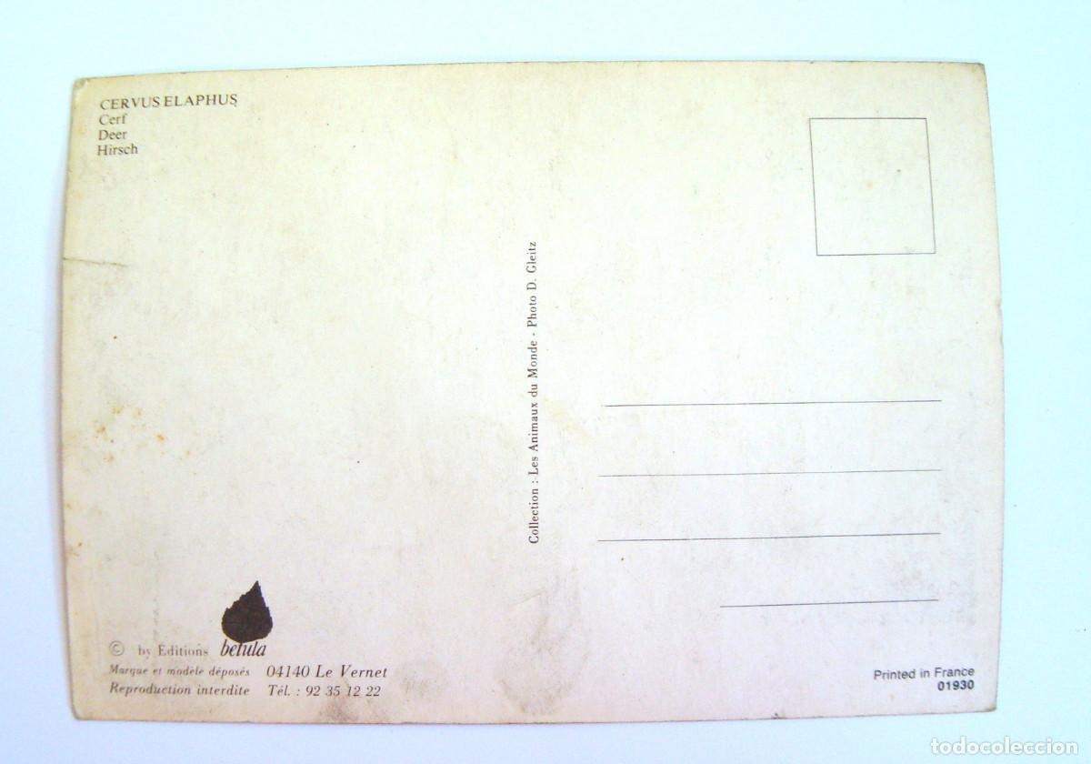 Postales: TARJETA POSTAL UN CIERVO , SIN CIRCULAR - Foto 2