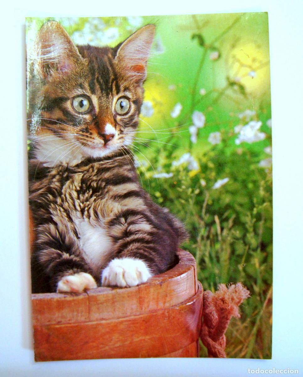 Postales: TARJETA POSTAL UN GATO , SIN CIRCULAR - Foto 1