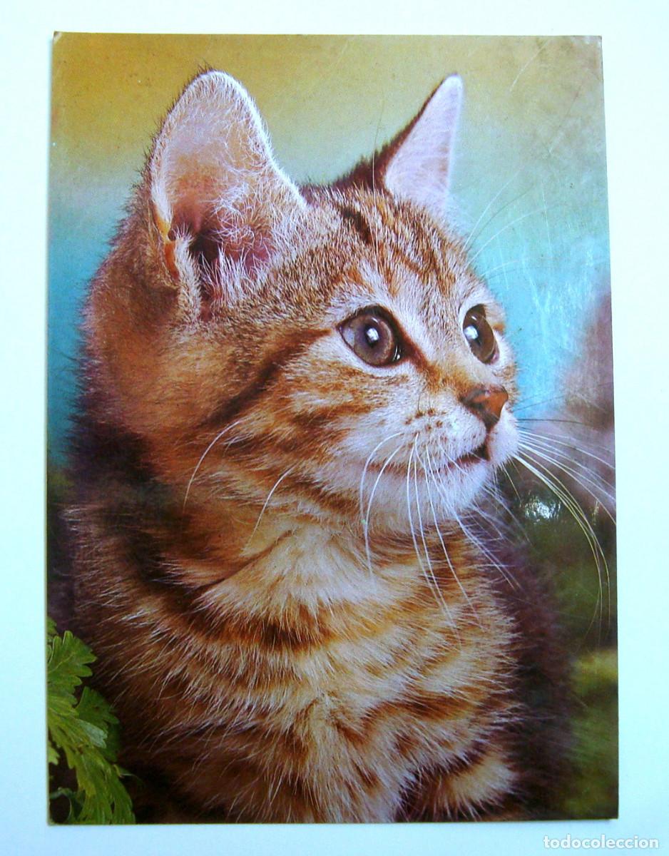 Postales: TARJETA POSTAL UN GATO , SIN CIRCULAR - Foto 1
