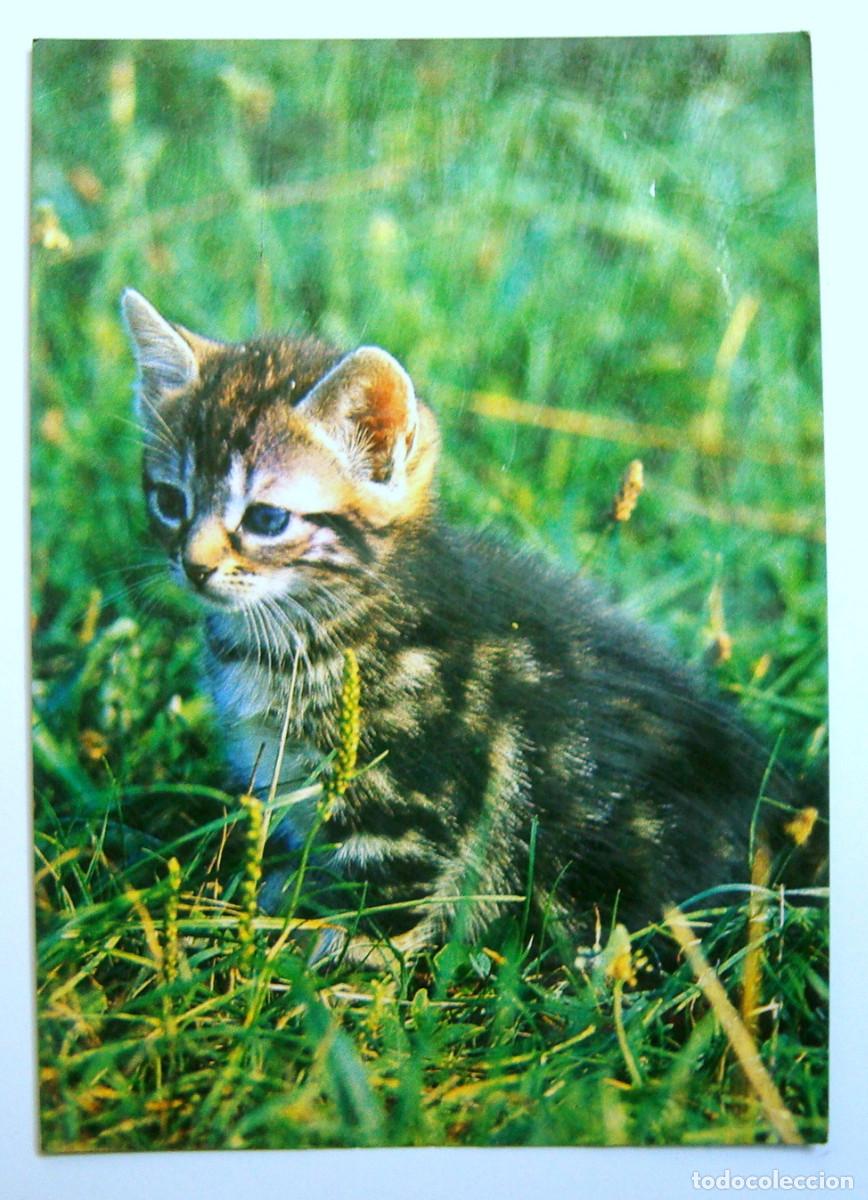Postales: TARJETA POSTAL UN GATITO , SIN CIRCULAR - Foto 1