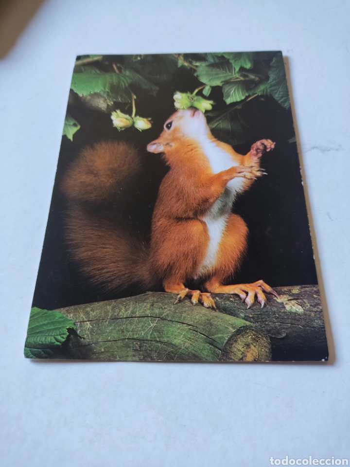 Postais: Postal ardilla