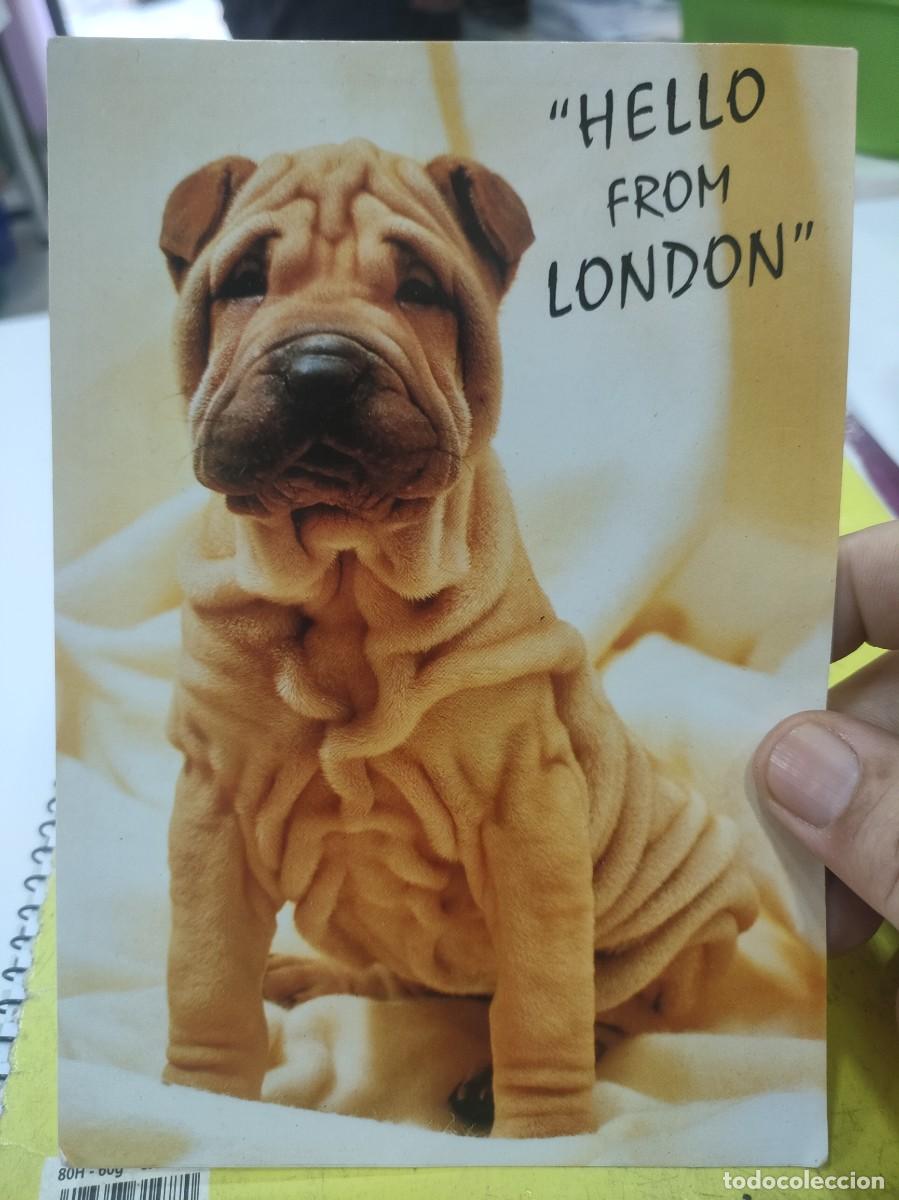 Postais: Postal Perro HELLO FROM LONDON SC