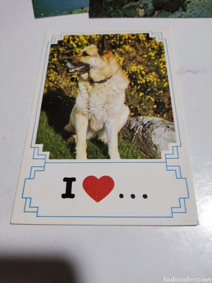 Postales: Postales vikingo, perro - Foto 1