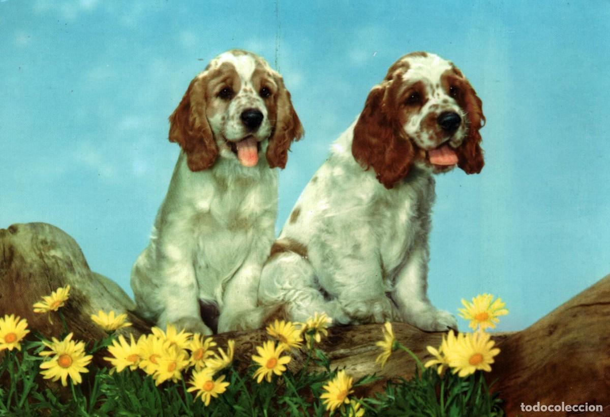 Postales: perros sin circular - Foto 1