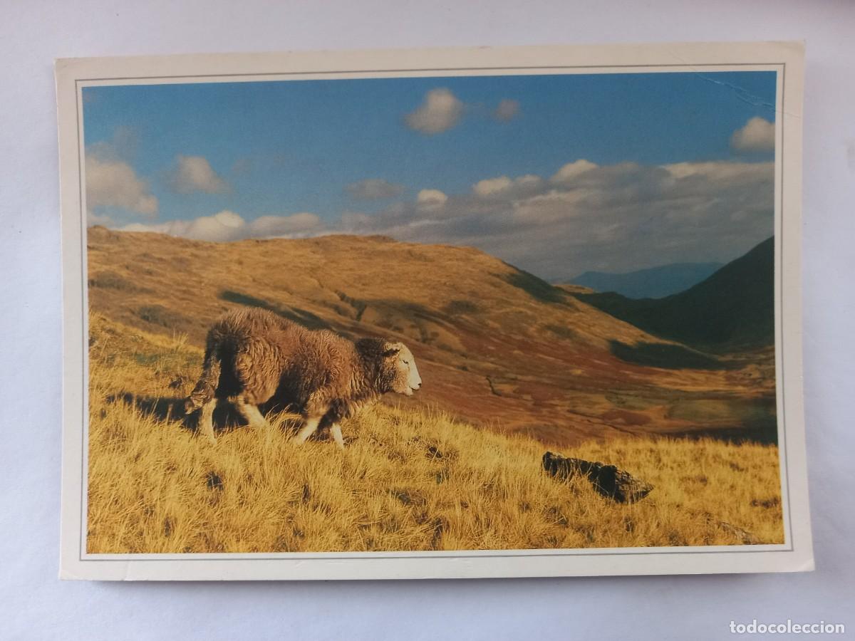 Postais: MOUNTAIN SHEEP HARD KNOTT PASS