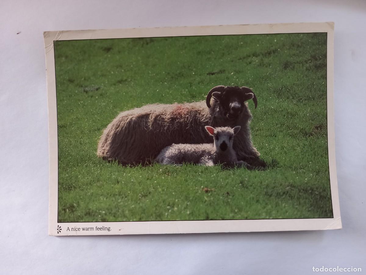 Postais: A NICE WARM FEELING