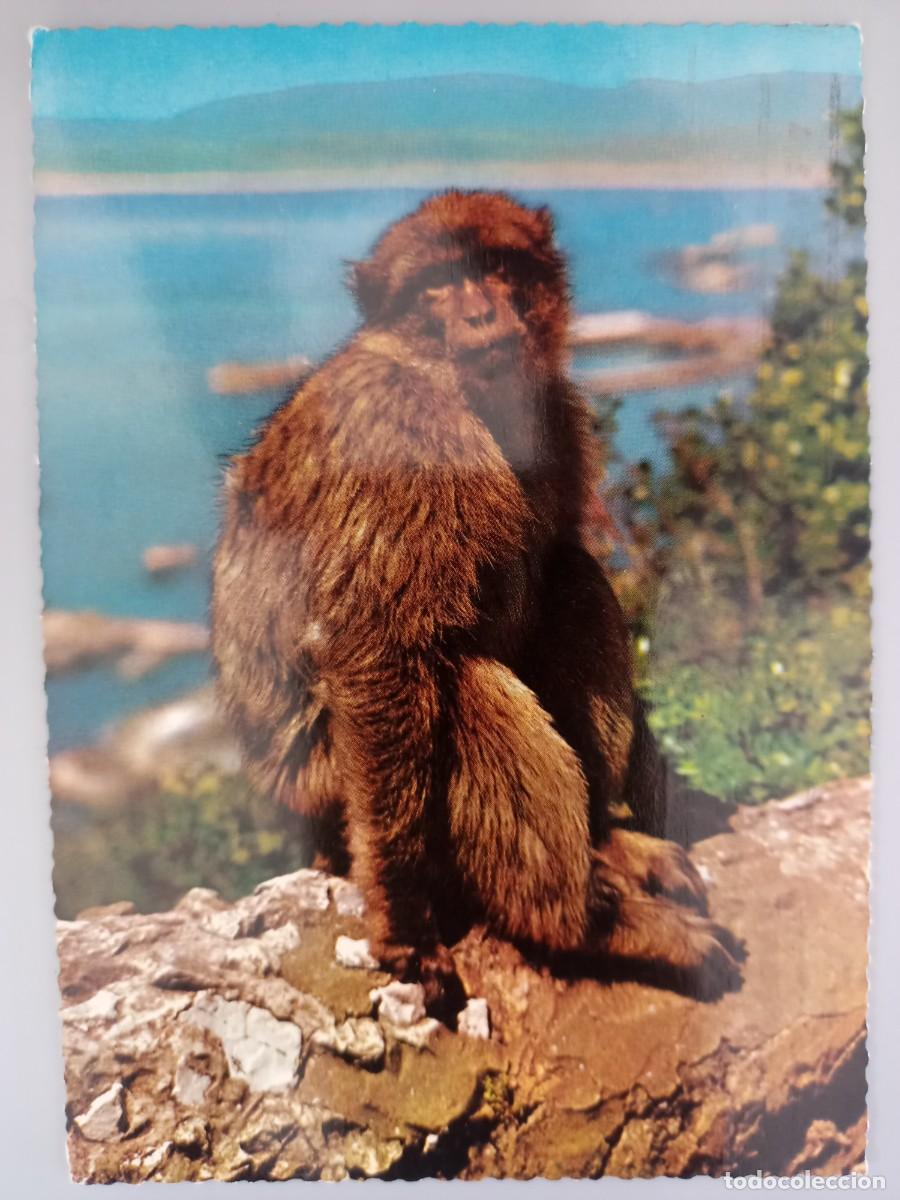Postales: Gibraltar. Mono de las Rocas. Circulada a Par&iacute;s en 1965. - Foto 1