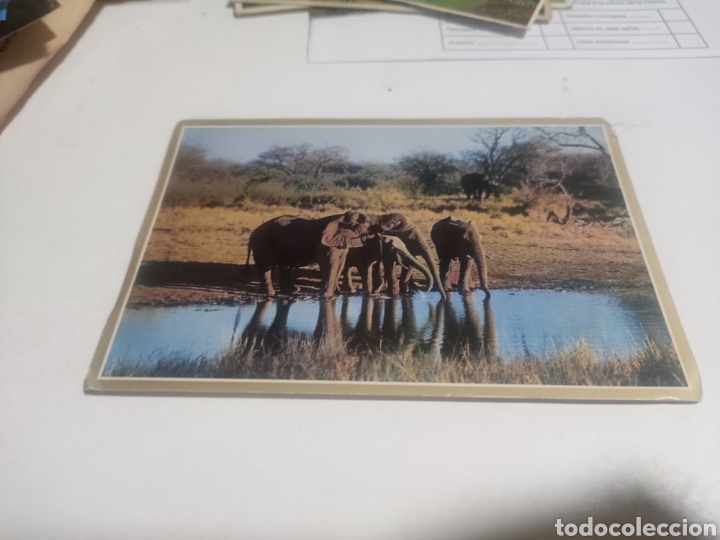 Postais: Postal elefantes